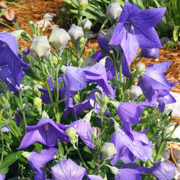 Sentimental Blue Balloon Flower