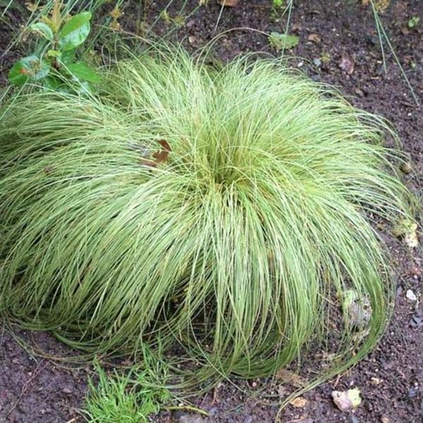 Frosted Curls New Zealand Sedge