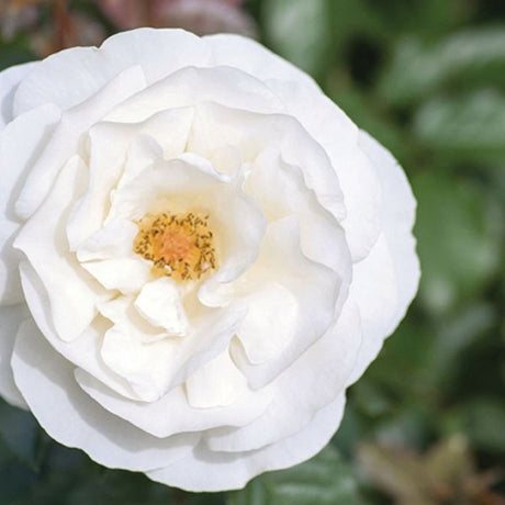 White Knock Out&reg; Rose