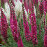 Red Fox Speedwell Veronica