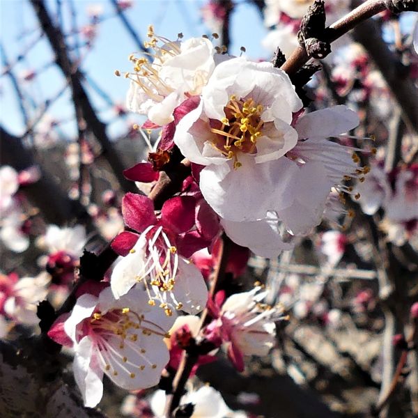 Katy Apricot Tree