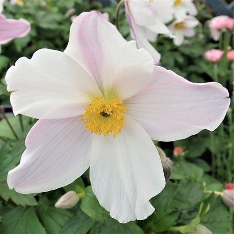 Wild Swan Anemone