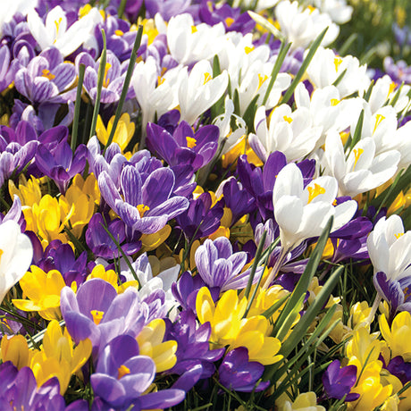 Crocus Mix