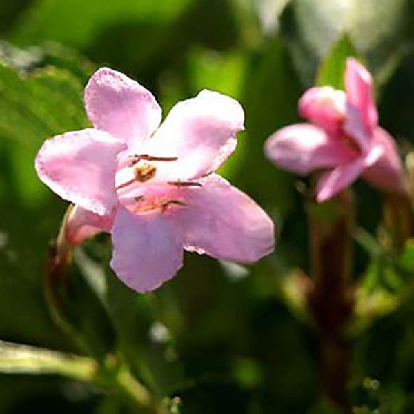 Pink Poppet Weigela