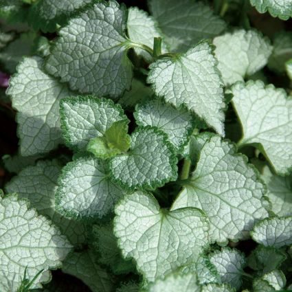 Pink Chablis Lamium