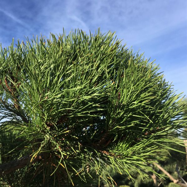 Shore Pine