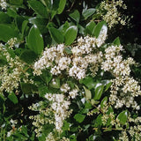 Cheyenne Privet