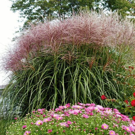 Red Silver Maiden Grass