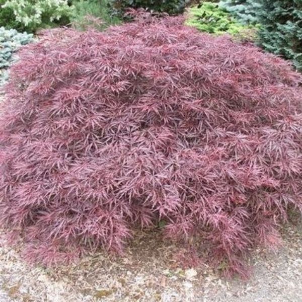 Red Dragon Japanese Maple