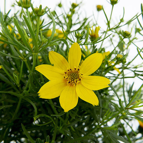 Zagreb Coreopsis