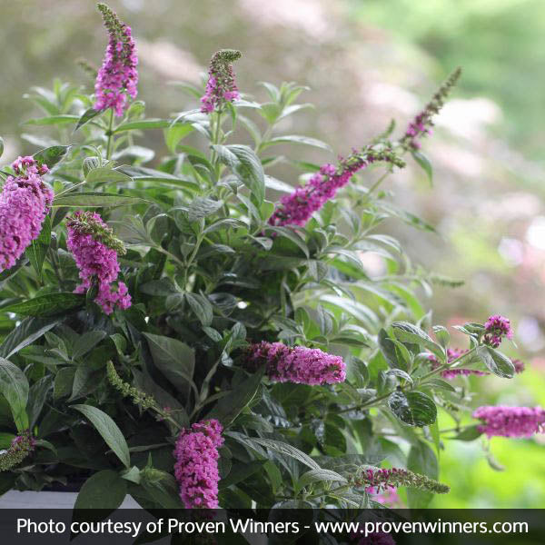 Proven Winners&reg; ColorChoice&reg; Lo & Behold&reg; Pink Micro Chip Butterfly Bush