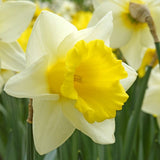 Cornish King Daffodil