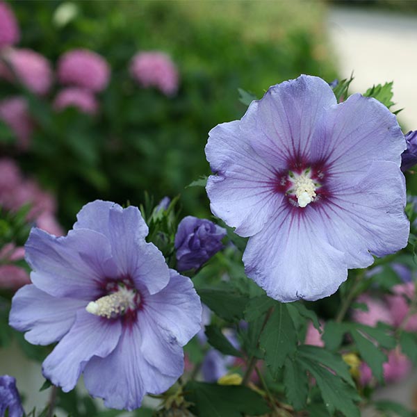 Azurri Blue Satin&reg; Rose of Sharon Tree Form