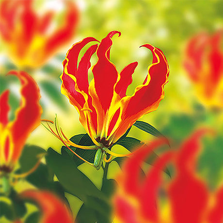 Gloriosa Rothschildiana Lily