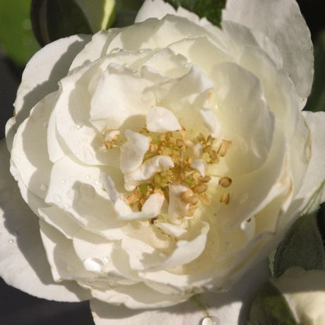 Easy Elegance&reg; Snowdrift Rose