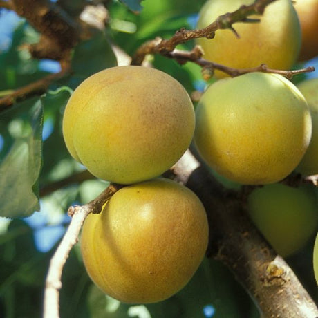 Moorpark Apricot Tree