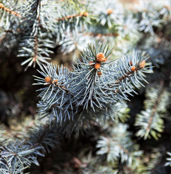 Colorado Blue Spruce Tree