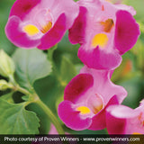 Catalina&reg; Pink Wishbone Flower