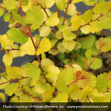 Proven Winners&reg; Cesky Gold&reg; Dwarf Birch