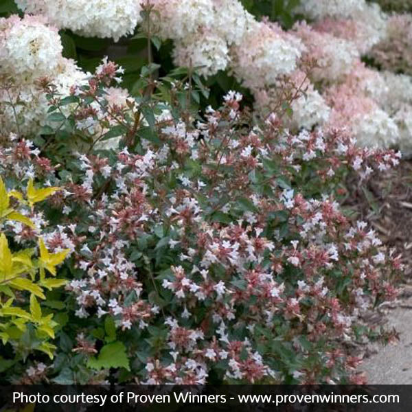 Ruby Anniversary&reg; Abelia