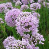 Summer Beauty Allium