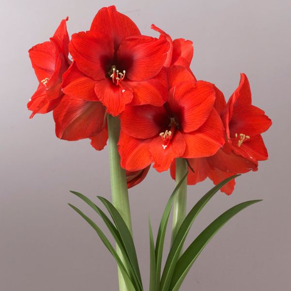 Orange Sovereign Amaryllis