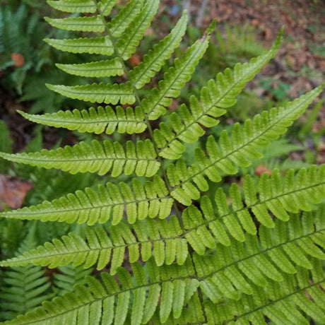 Autumn Fern