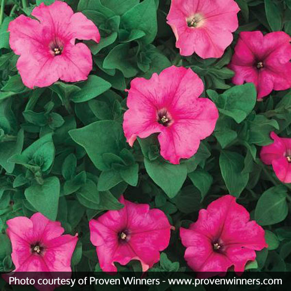 Supertunia&reg; Giant Pink Petunia