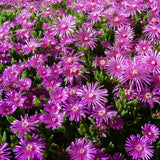 Table Mountain Ice Plant