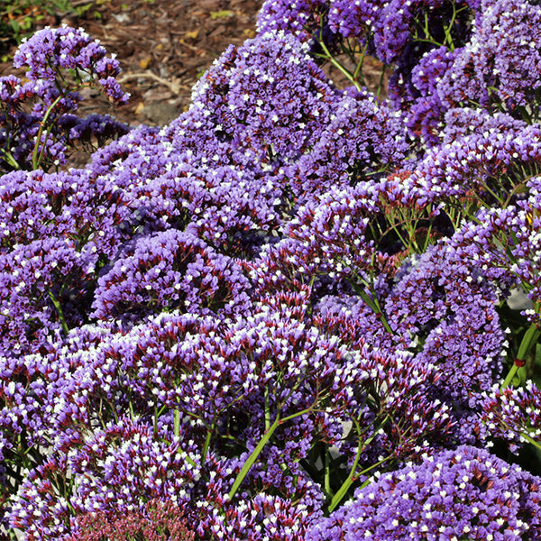 Sea Lavender