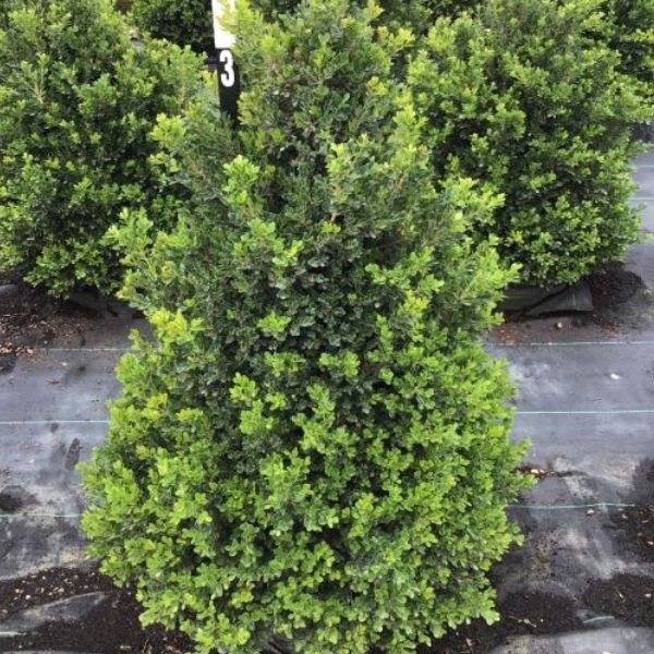 Cranberry Creek Boxwood