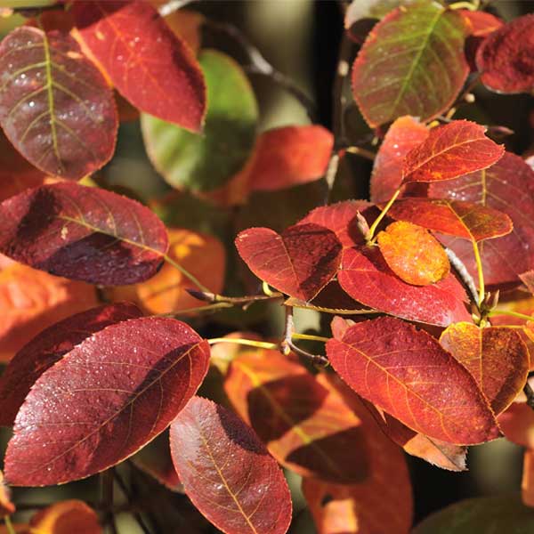 Autumn Brilliance Serviceberry