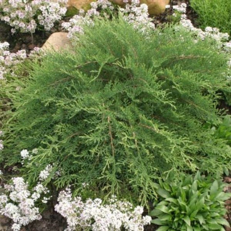 Celtic Pride&reg; Siberian Cypress