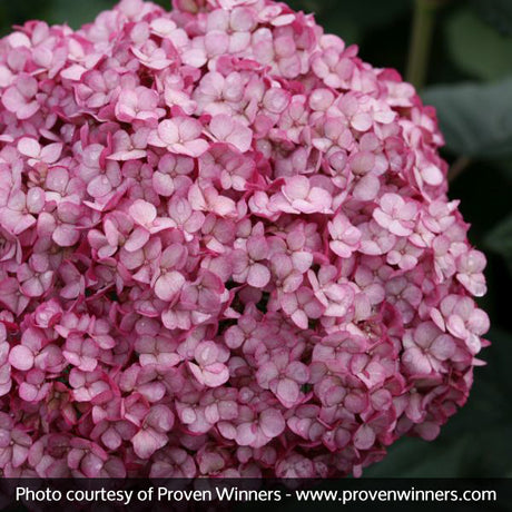 Proven Winner&reg; Color Choice&reg; Invincibelle Mini Mauvette&reg; Hydrangea