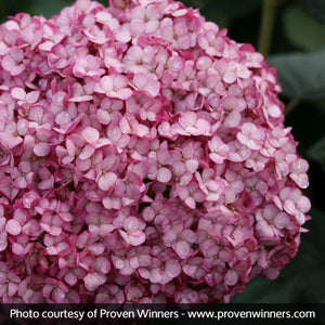 Proven Winner&reg; Color Choice&reg; Invincibelle Mini Mauvette&reg; Hydrangea