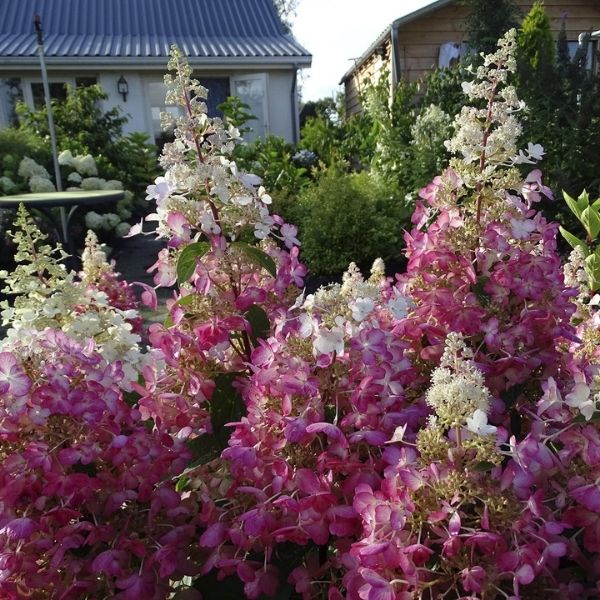 Candelabra&reg; Panicle Hydrangea