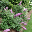 Proven Winner&reg; ColorChoice&reg; Pugster Pinker&reg; Butterfly Bush