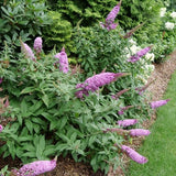 Proven Winner&reg; ColorChoice&reg; Pugster Pinker&reg; Butterfly Bush