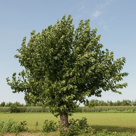 White Mulberry