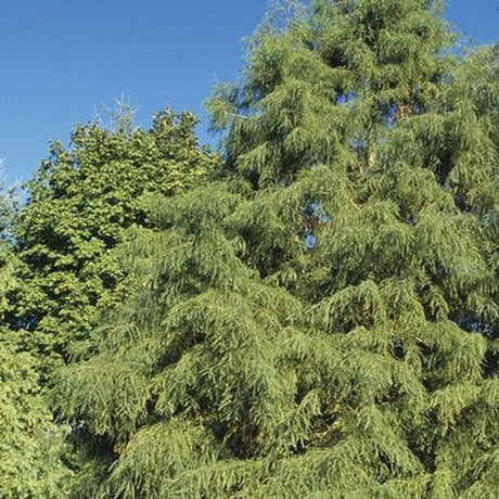 Shawnee Brave&reg; Bald Cypress