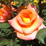 Mardi Gras Floribunda Rose