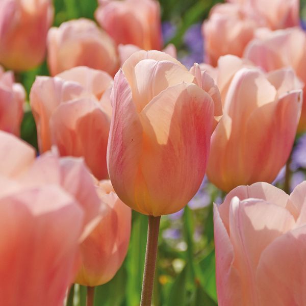 Apricot Beauty Tulip