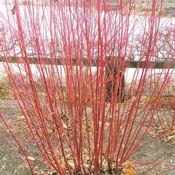 Chief Bloodgood Siberian Dogwood