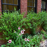 Pixwell Gooseberry Bush