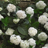 Endless Summer&reg; Blushing Bride Bigleaf Hydrangea