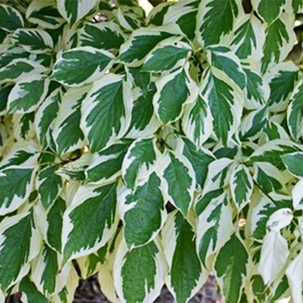 Willoway Variegata 2 Dogwood