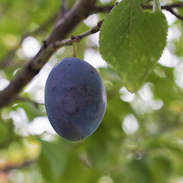 Damson Plum Tree