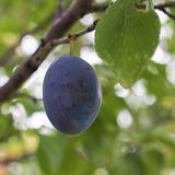 Damson Plum Tree