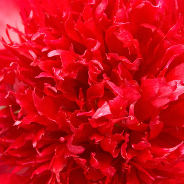 Red Charm Peony