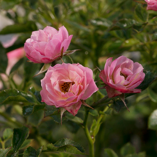 Oso Happy&reg; Petit Pink Rose